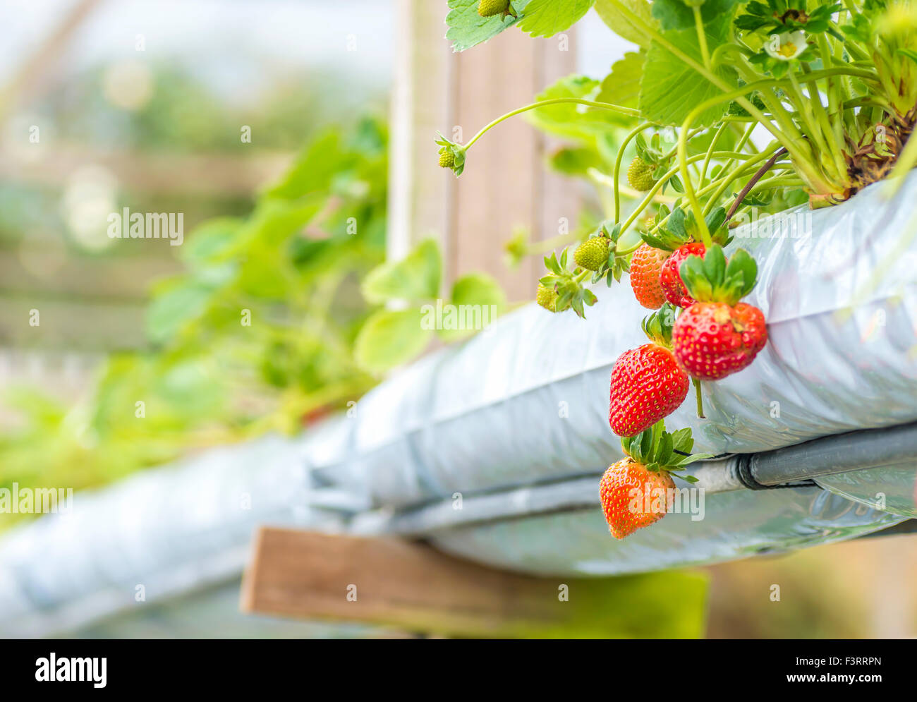 Surberry Strawberry at hydroponic farm Stock Photo - Alamy