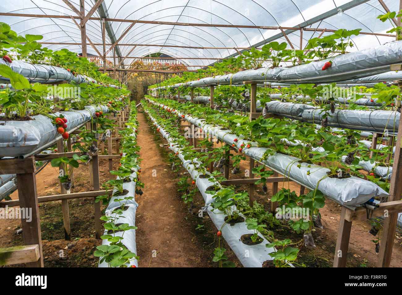 Strawberry at hydroponic farm Stock Photo Alamy