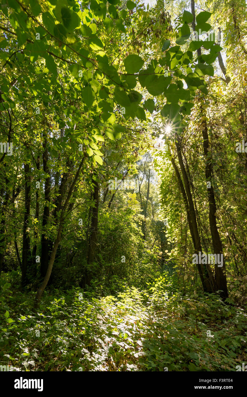 Inextricable and luxuriant green autumn forest in a sunny day Stock Photo