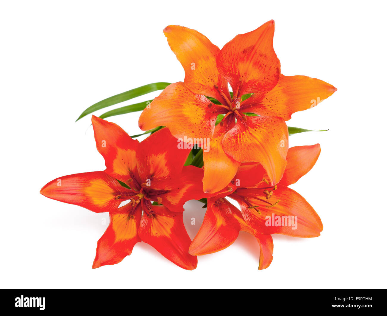 Orange lily isolated on white Stock Photo Alamy