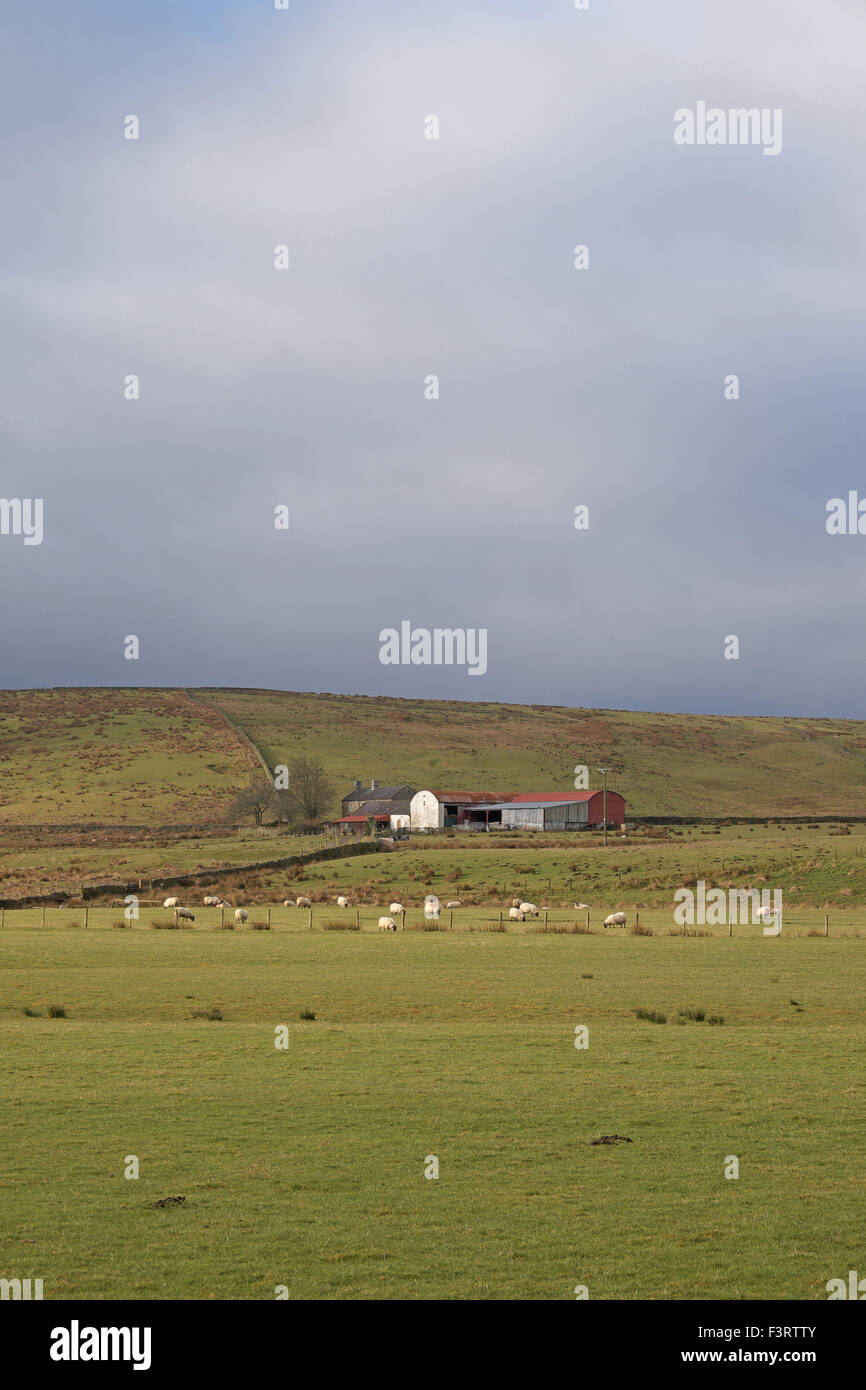 Remote hill farm, North Tyne Valley, Northumberland, England, UK Stock
