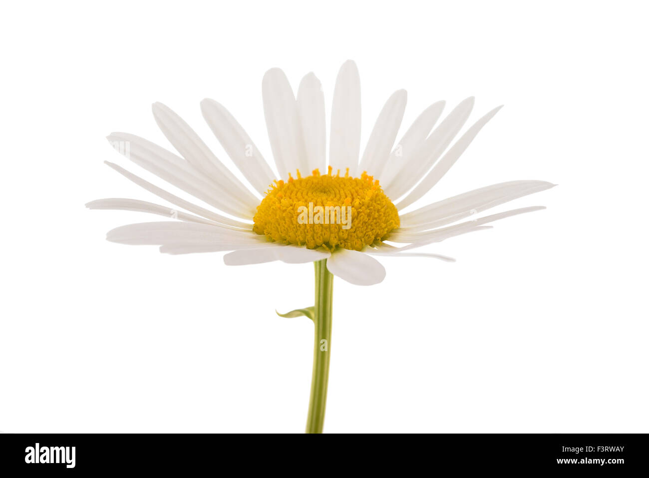 White daisy isolated on white background Stock Photo