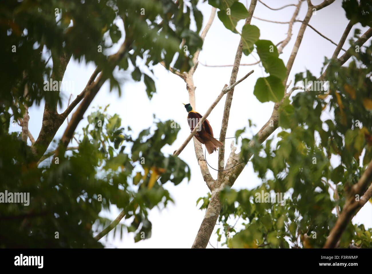 bird, papua new guinea, nature, forest, endemic, animal, wildlife, oceania, tropical, jungle, beautiful, Red Bird-of-paradise, P Stock Photo
