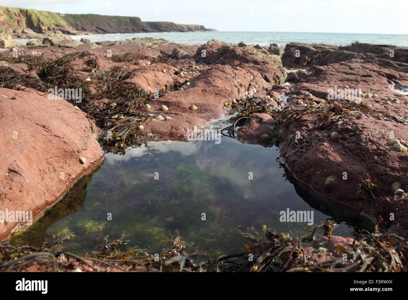 Sandstone rock pool with seaweed in Southern Ireland Stock Photo