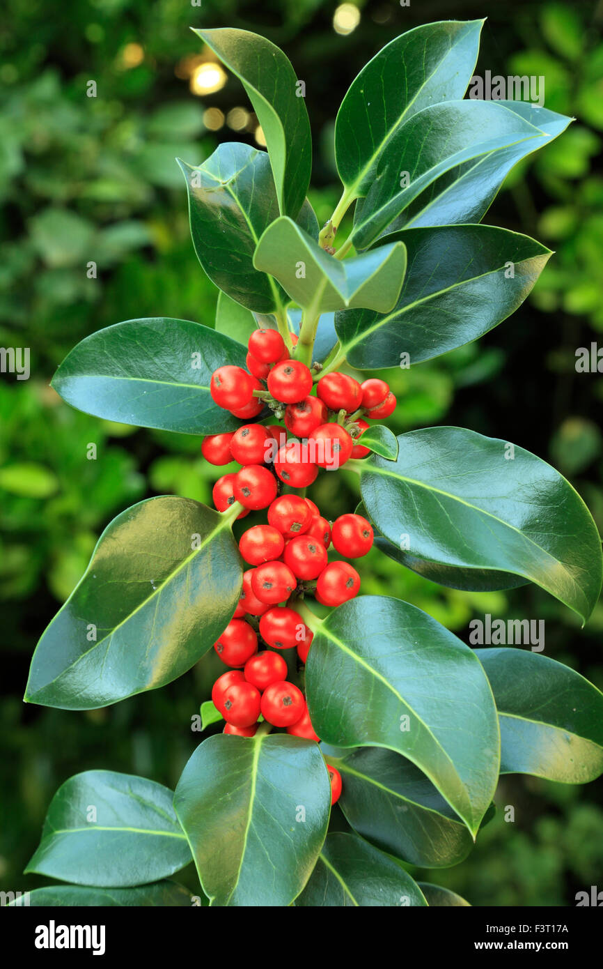 Ilex 'J.C. Van Tol', Holly with red berries, hollies Stock Photo