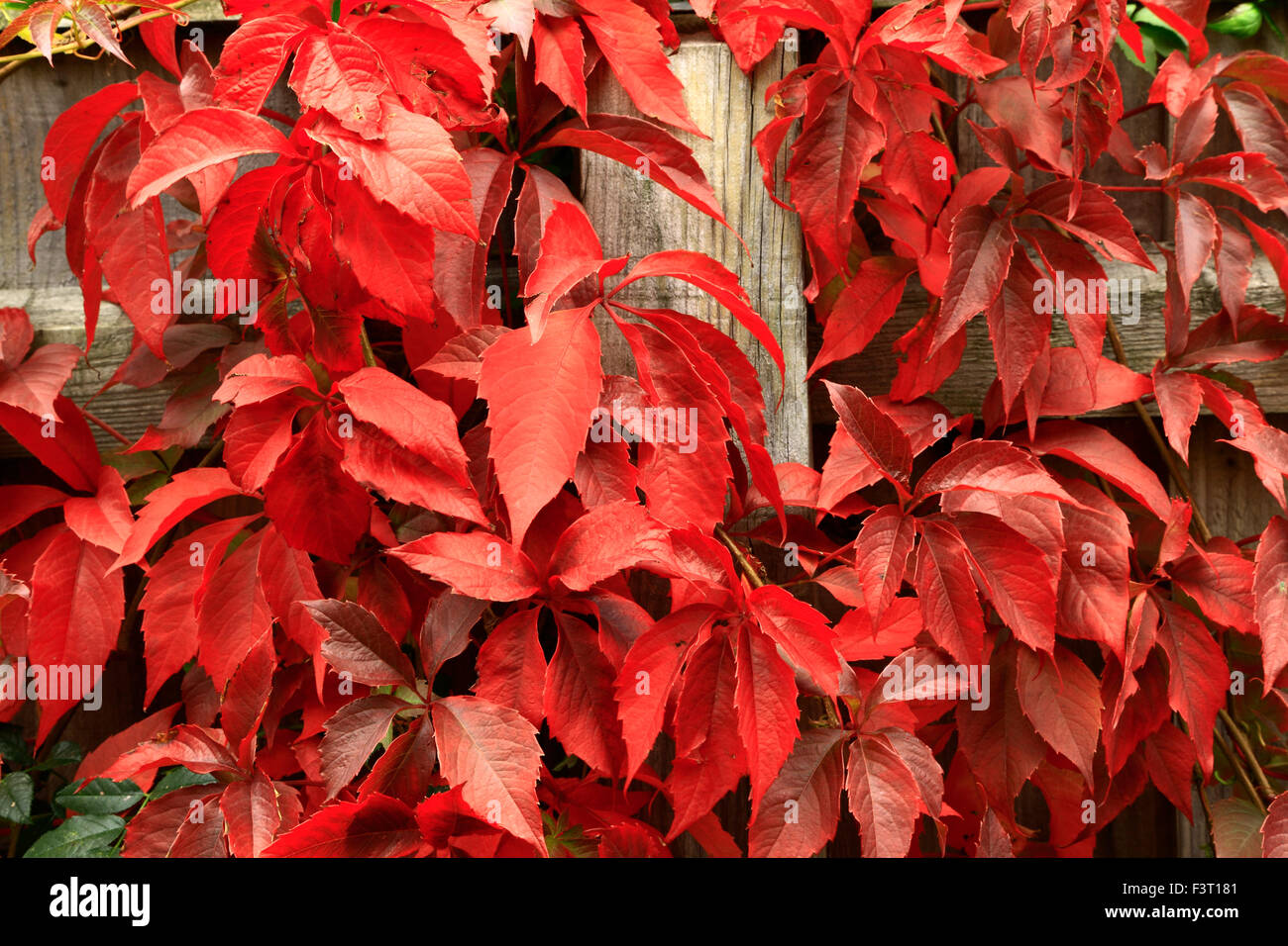 Parthenocissus quinquefolia, Virginia creeper, red crimson Autumn Autumnal leaves foliage, climber fence climbing plant Ivy Stock Photo