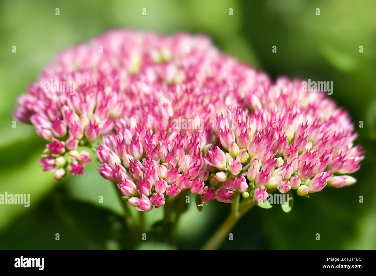 Pink Sedum flowers, also called stonecrop Stock Photo