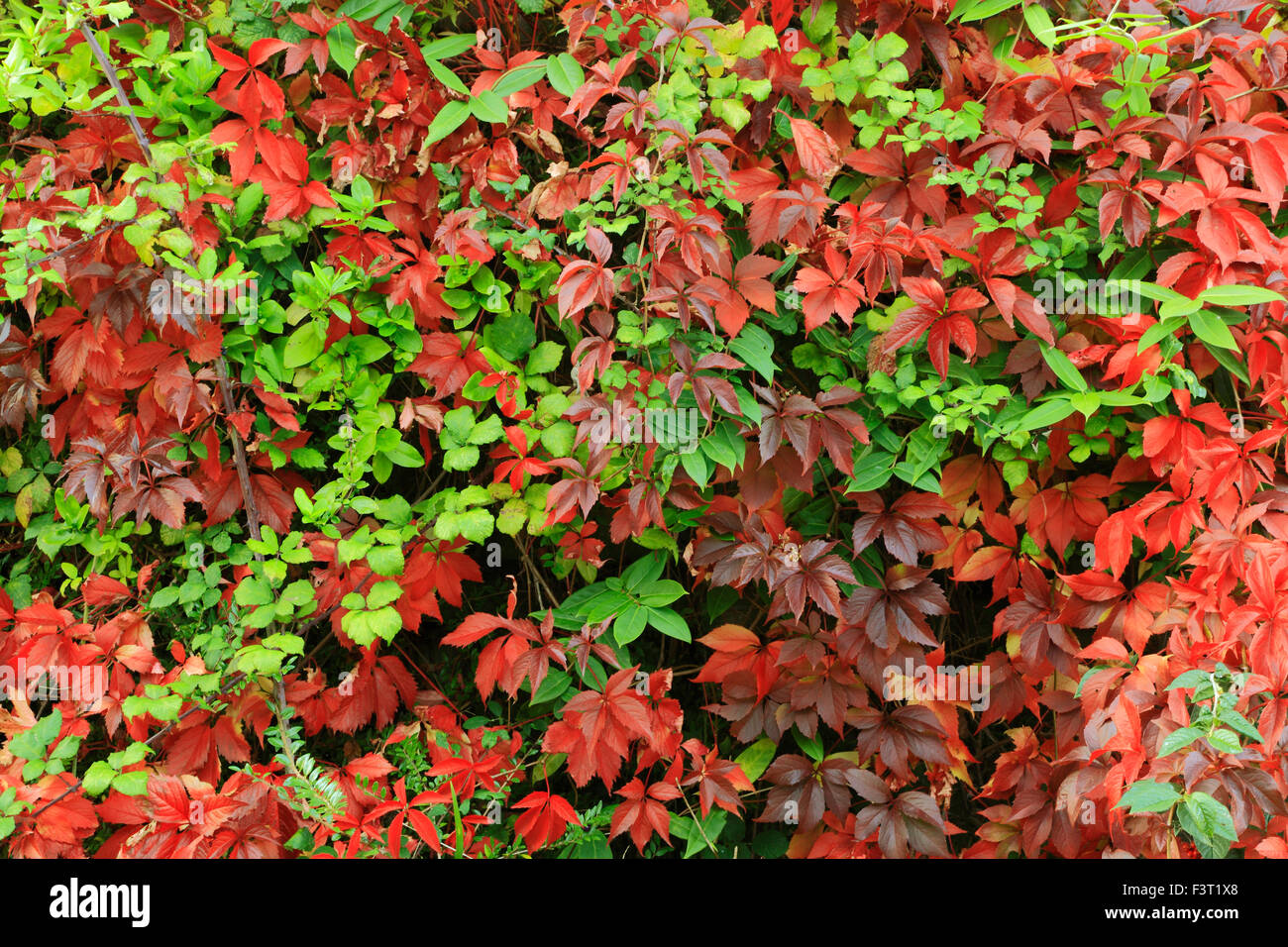Parthenocissus quinquefolia, Virginia creeper, red crimson Autumn Autumnal leaves foliage, climber fence climbing plant Ivy Stock Photo