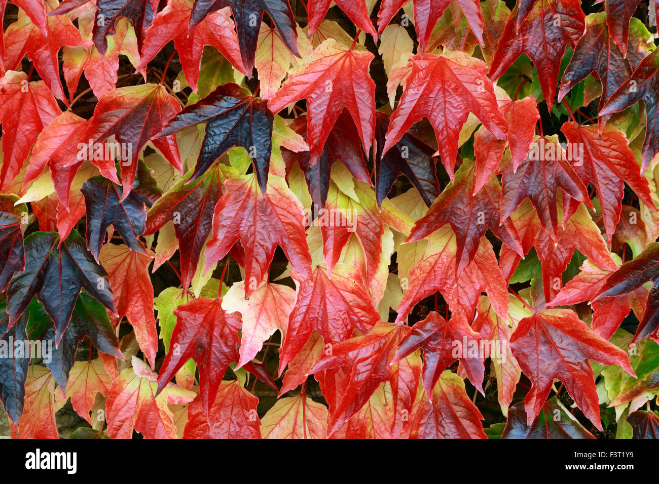 Parthenocissus tricuspidata, Boston Ivy, red autumn autumnal leaves foliage wall climber climbing plant Stock Photo