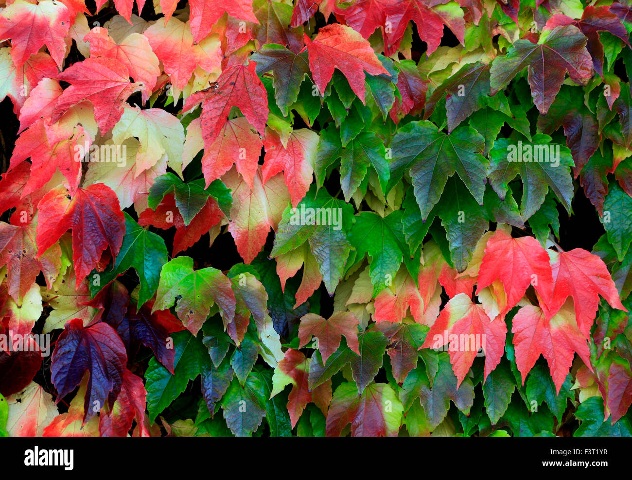 Parthenocissus tricuspidata, Boston Ivy, red autumn autumnal leaves foliage wall climber climbing plant Stock Photo