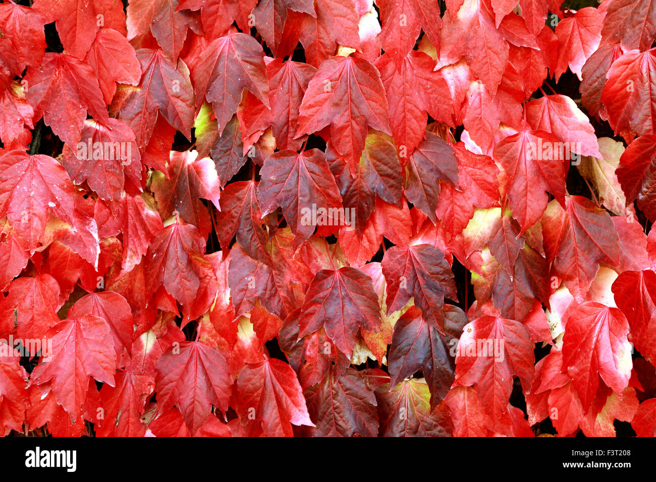 Parthenocissus tricuspidata, Boston Ivy, red autumn autumnal leaves foliage wall climber climbing plant Stock Photo