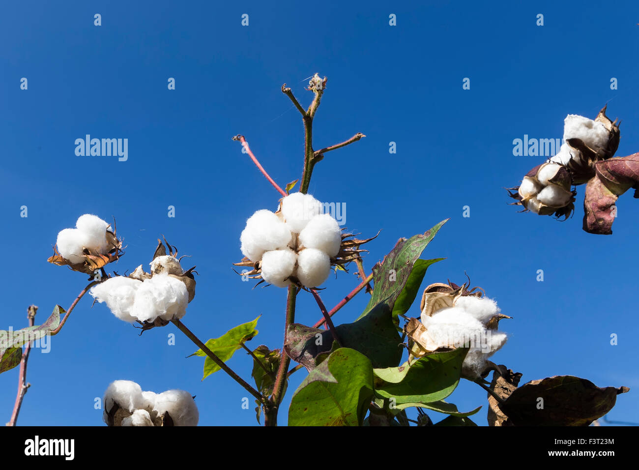 Cotton Fields Australia High Resolution Stock Photography and Images