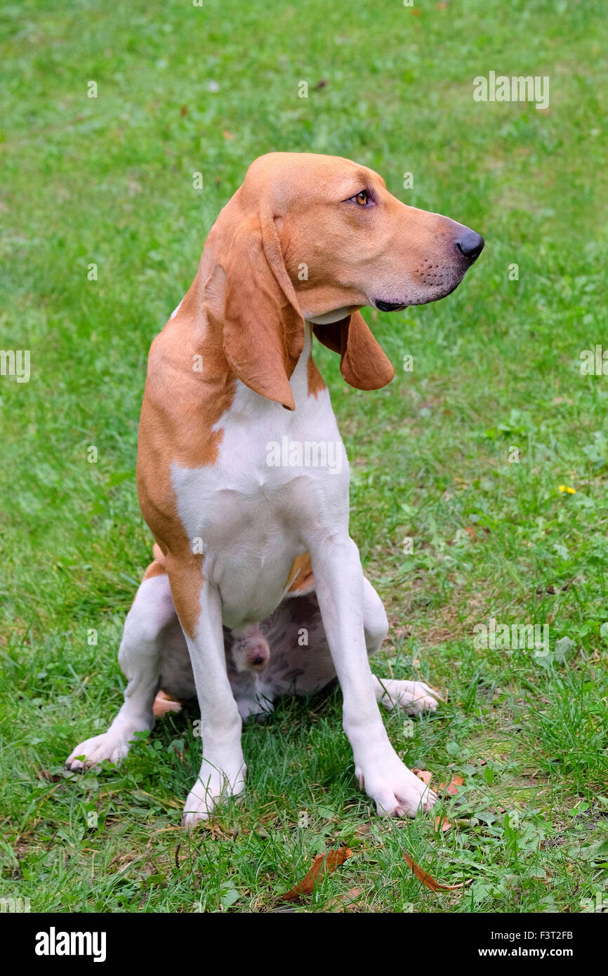 Typical Swiss Hound -Schweizer Laufhund - in the garden Stock Photo