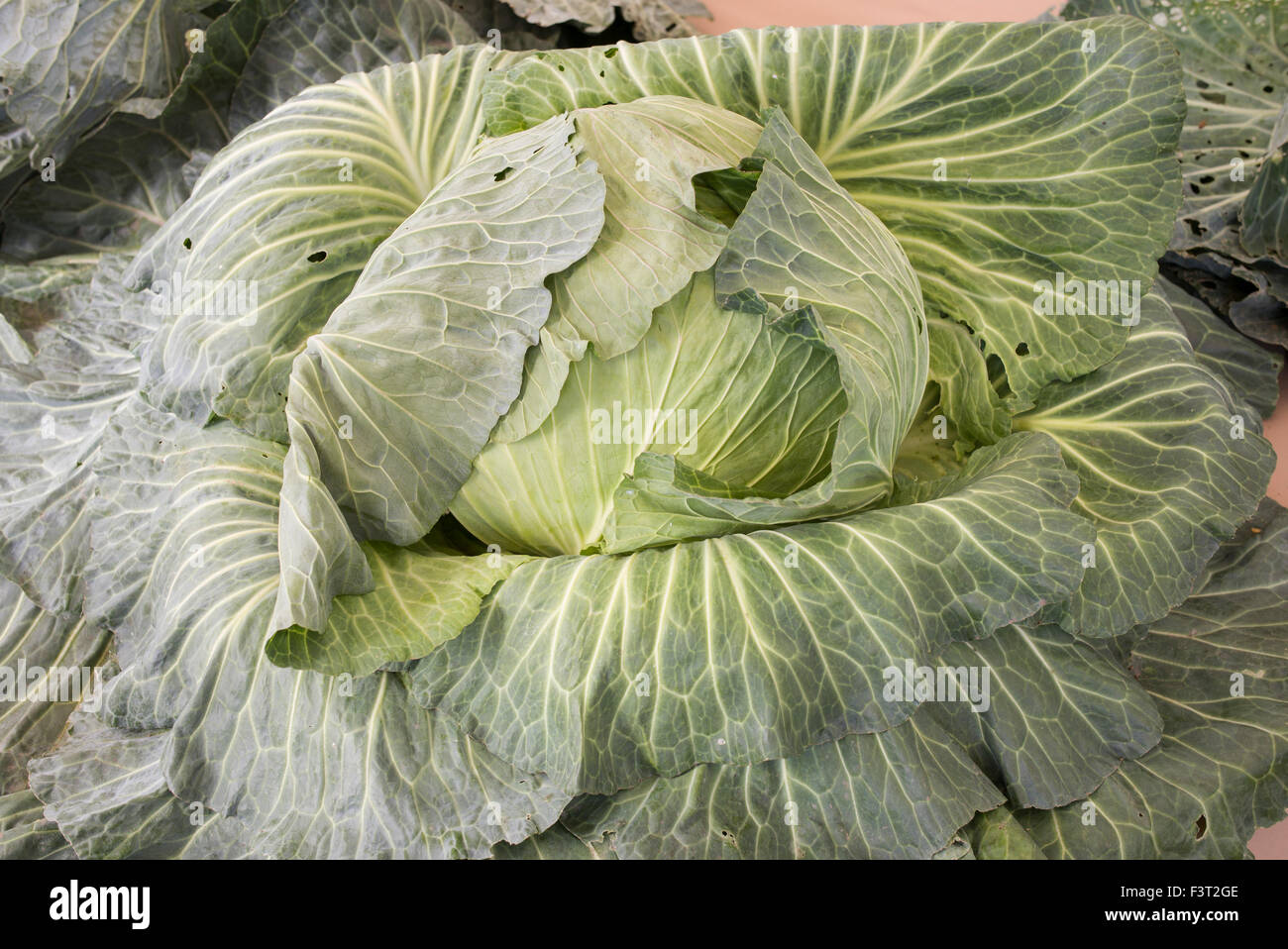 Giant show cabbage at an Autumn Show. UK Stock Photo