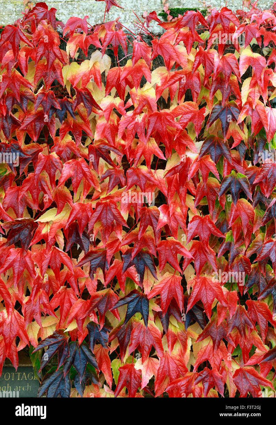 Parthenocissus tricuspidata, Boston Ivy, red autumn autumnal leaves foliage wall climber climbing plant Stock Photo