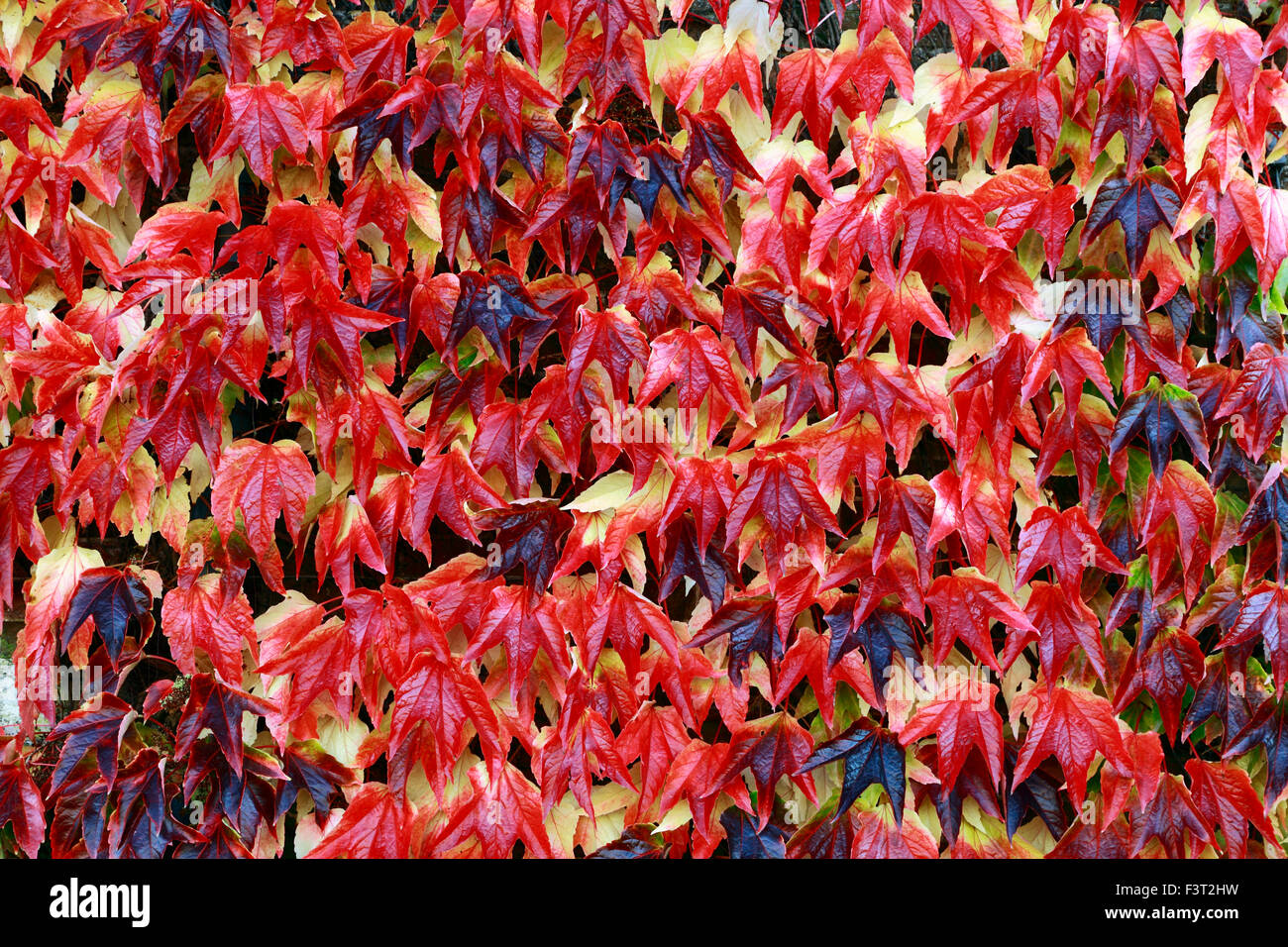 Parthenocissus tricuspidata, Boston Ivy, red autumn autumnal leaves foliage wall climber climbing plant Stock Photo