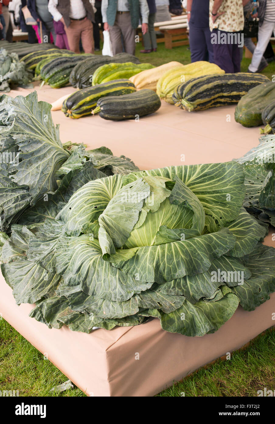 Giant show cabbage at an Autumn Show. UK Stock Photo
