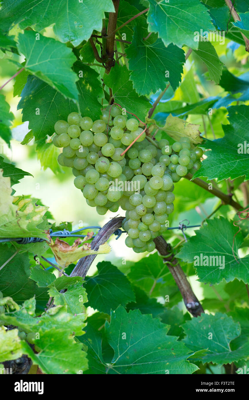 Vitis vinifera. Grape 'Phoenix' fruit on the vine Stock Photo