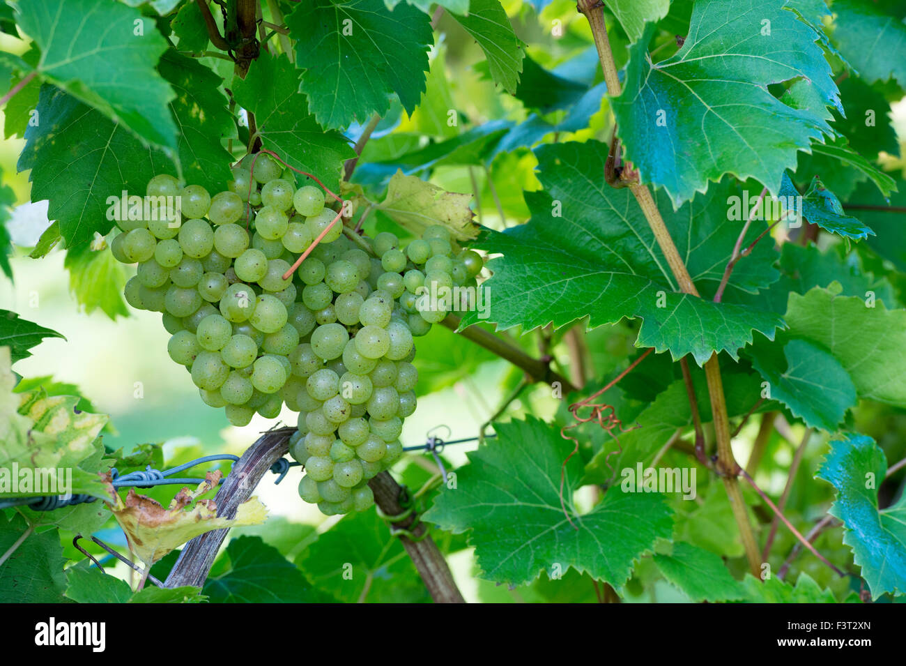 Vitis vinifera. Grape 'Phoenix' fruit on the vine Stock Photo
