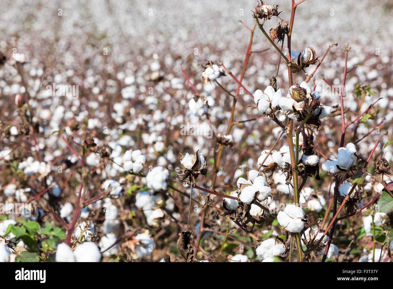 Cotton fields australia hires stock photography and images Alamy
