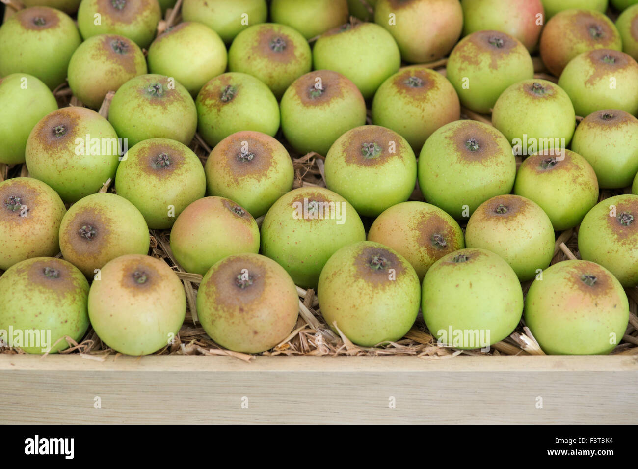 Malus domestica. Brown Snout cider apples Stock Photo