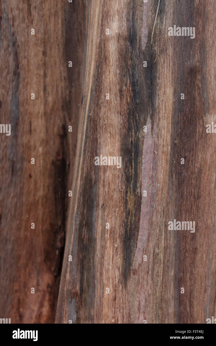 Texture of a skinned pine tree trunk. Stock Photo