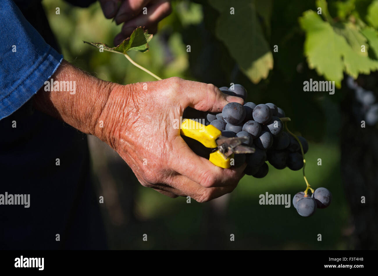 Stuttgart, Germany. 12th Oct, 2015. A vintner cuts Trollinger grapes from a vine in Stuttgart, Germany, 12 October 2015. Photo: MARIJAN MURAT/dpa/Alamy Live News Stock Photo