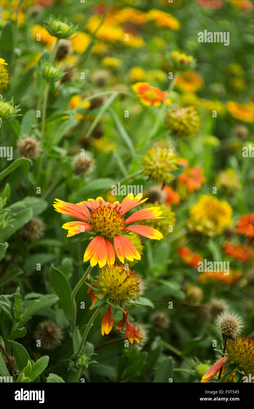 Gaillardia or blanket flower in garden Stock Photo