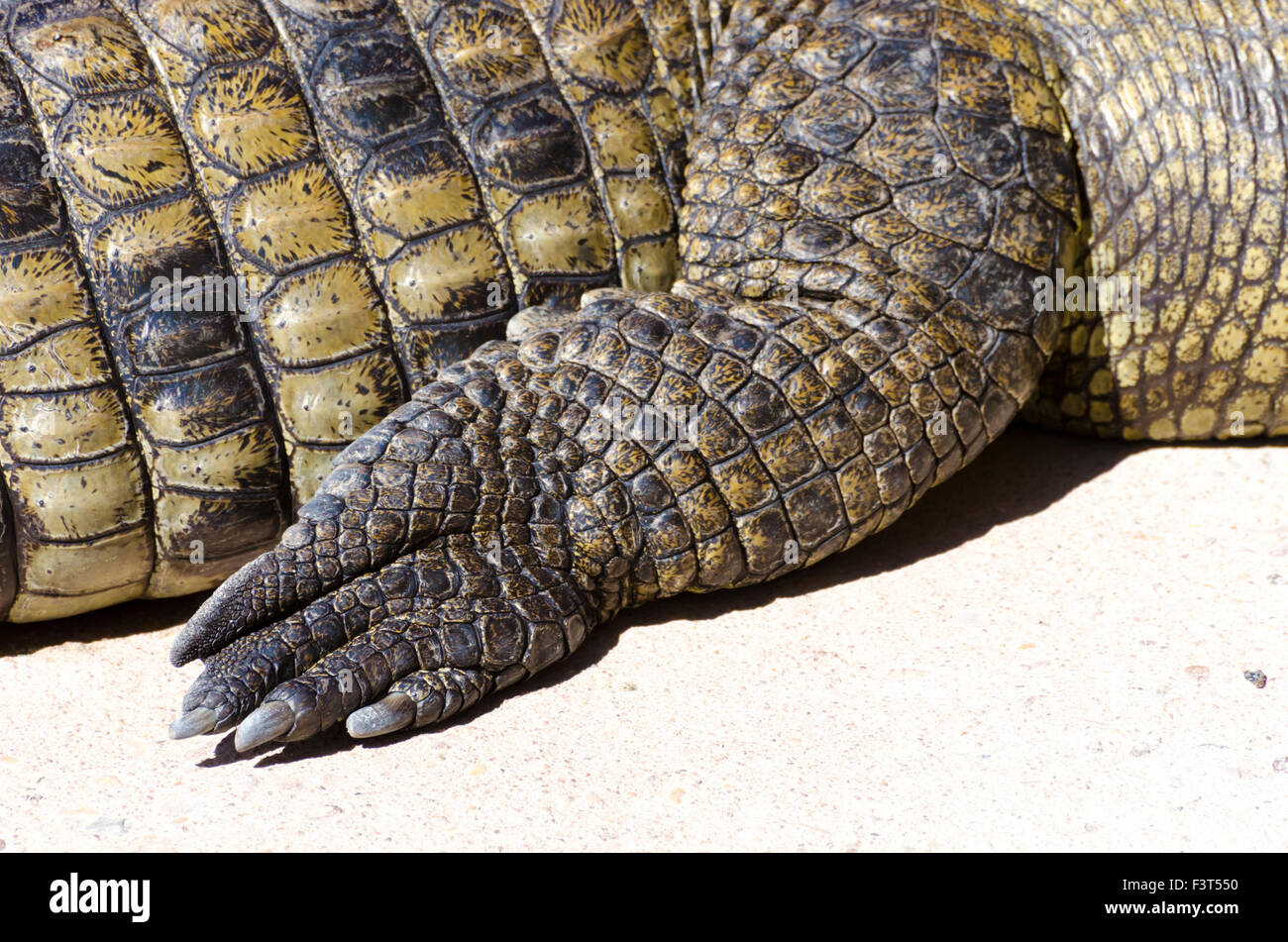 Rear foot of crocodile Stock Photo - Alamy