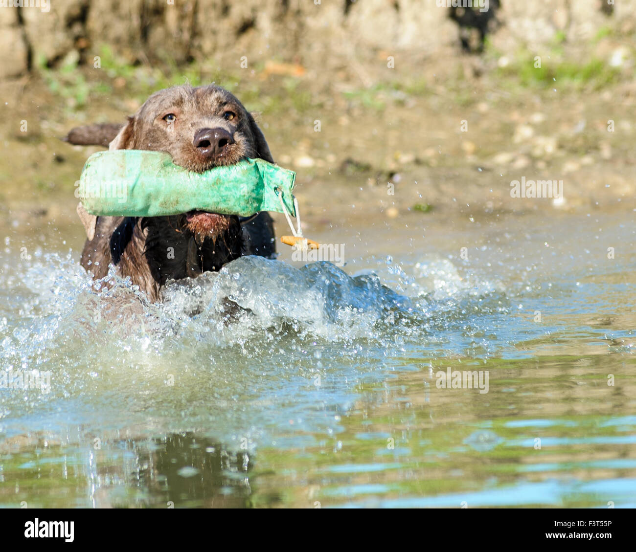 Slovakian Rough Haired Pointer dog swimming in a lake with a training dummy Stock Photo