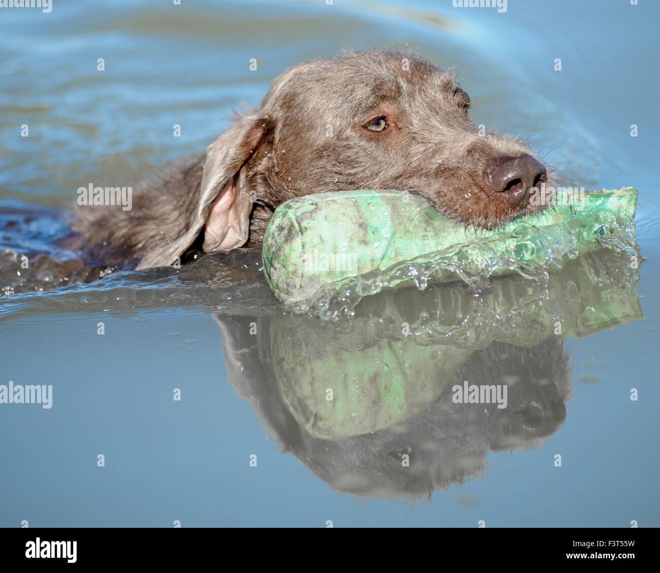 Slovakian Rough Haired Pointer dog swimming in a lake with a training dummy Stock Photo