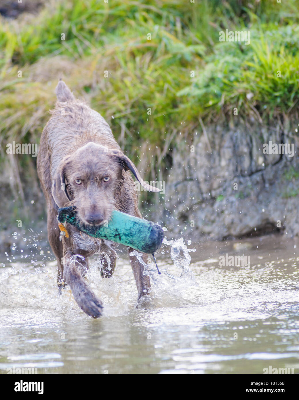 Slovakian Rough Haired Pointer dog with a training dummy in water Stock Photo