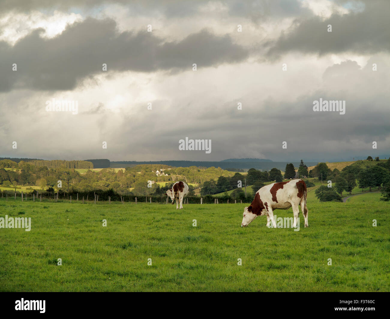 Outside Tauves, Sancy, Puy-de-Dome, Auvergne France cows grazing under moody skies in the late evening Stock Photo