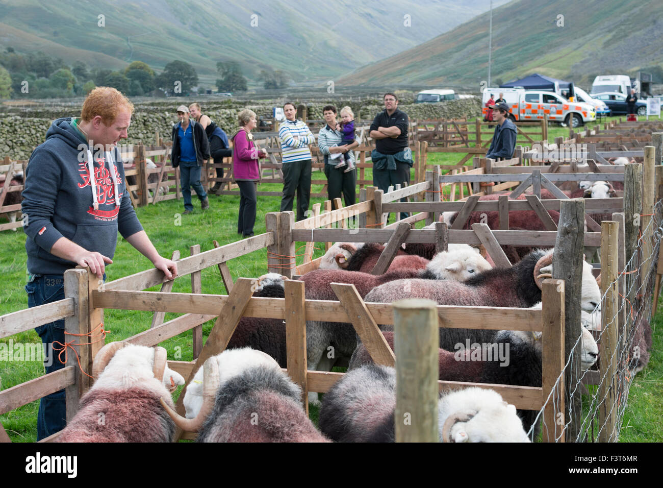 A Cumbrian hill farmer inspects some herdwick sheep at the Wasdale Shepherds Meet Stock Photo