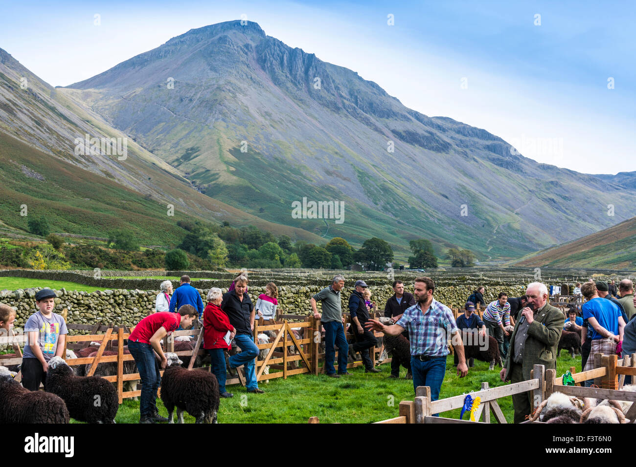 A judge inspects sheep in the young shepherds category, Wasdale Shepherds Meet, Cumbria, with Great Gable in the background. Stock Photo