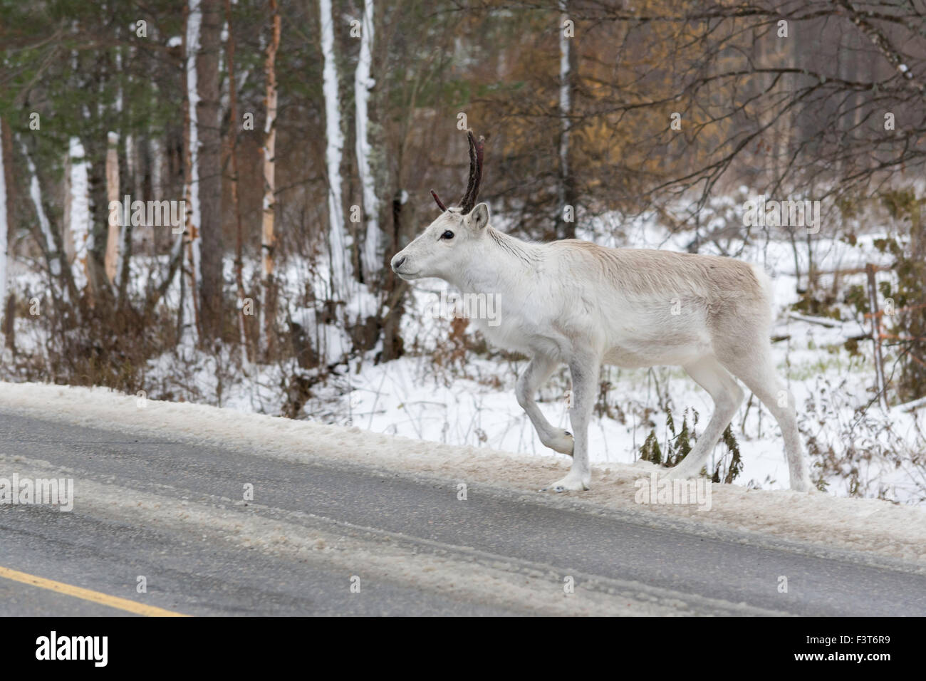 White reindeer hi-res stock photography and images - Alamy
