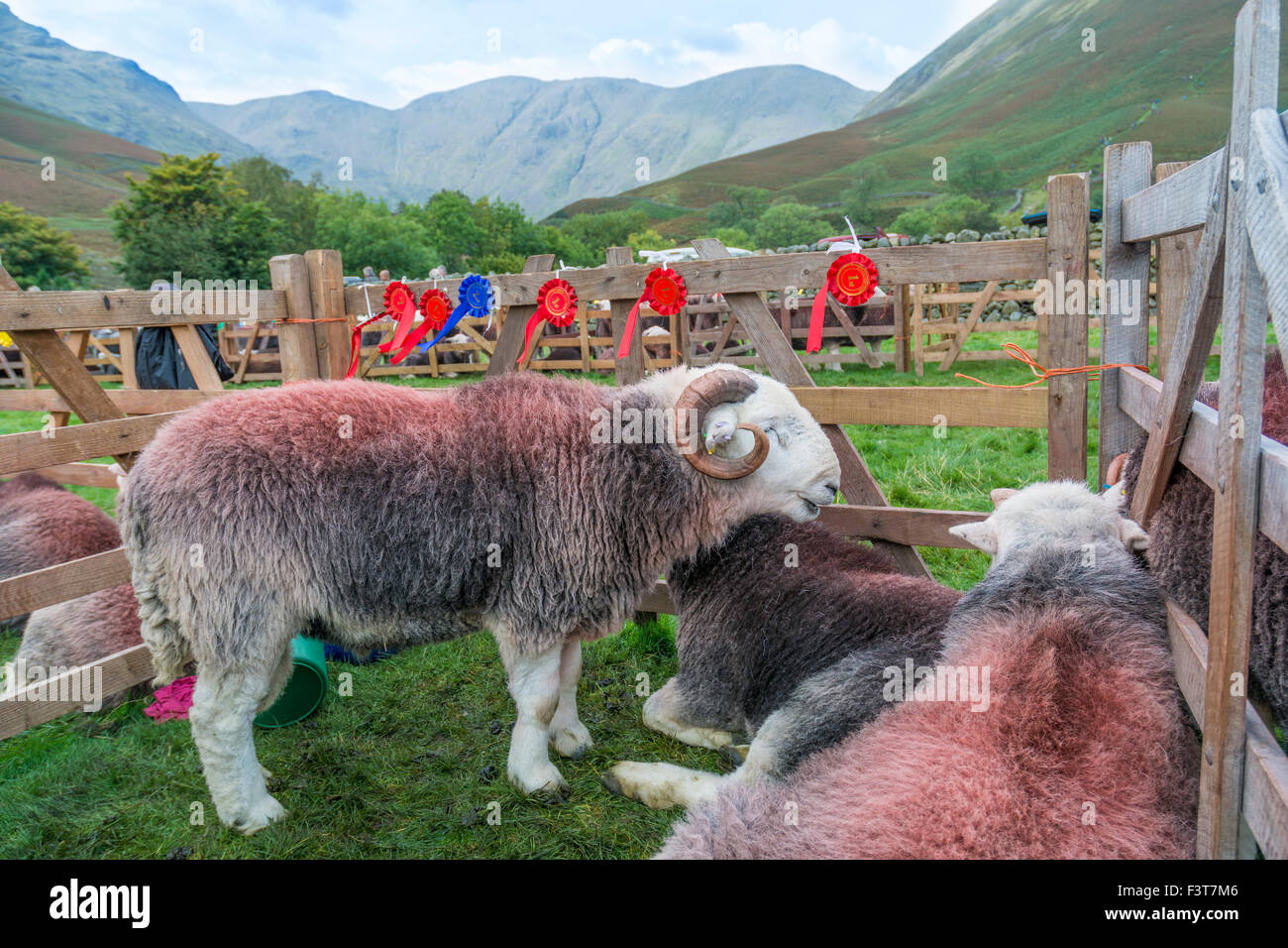 Herdwick rams, known locally as 'tips' or 'tups', at Wasdale Shepherds Meet, Cumbria. Stock Photo