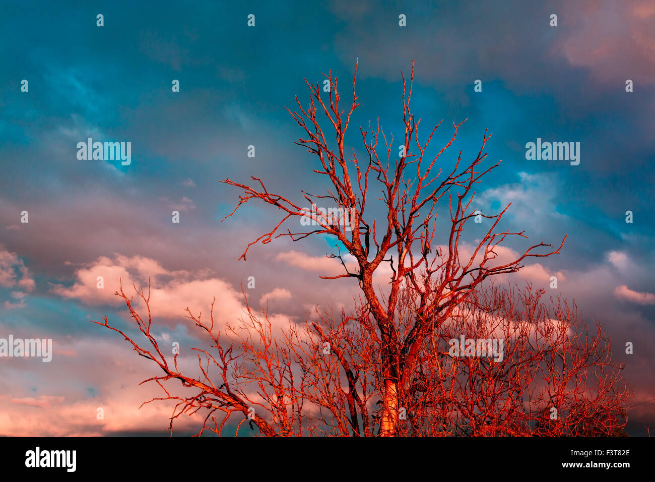 Dead tree red Stock Photo - Alamy