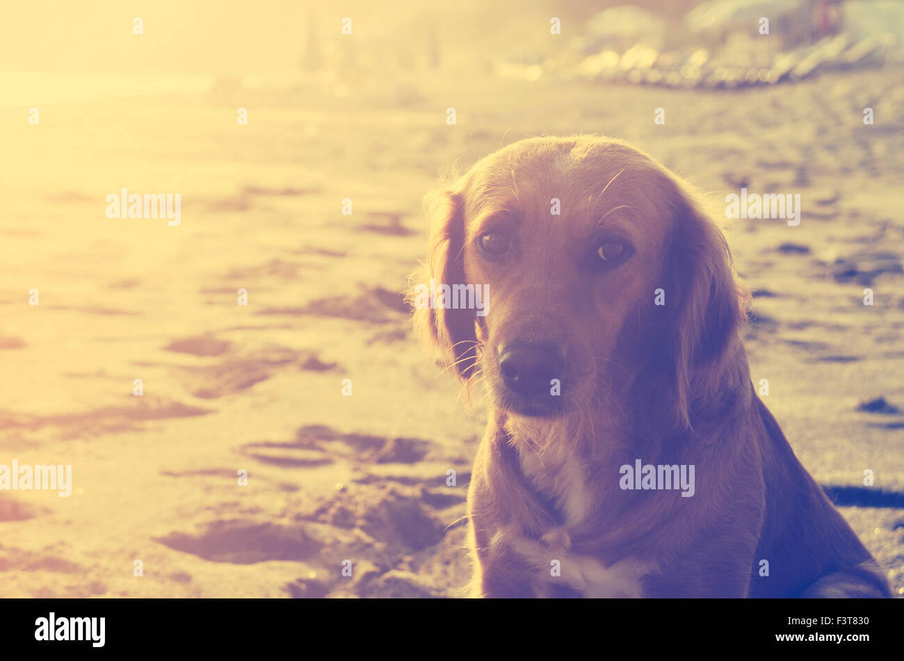 Dog on the beach at sunset Stock Photo - Alamy