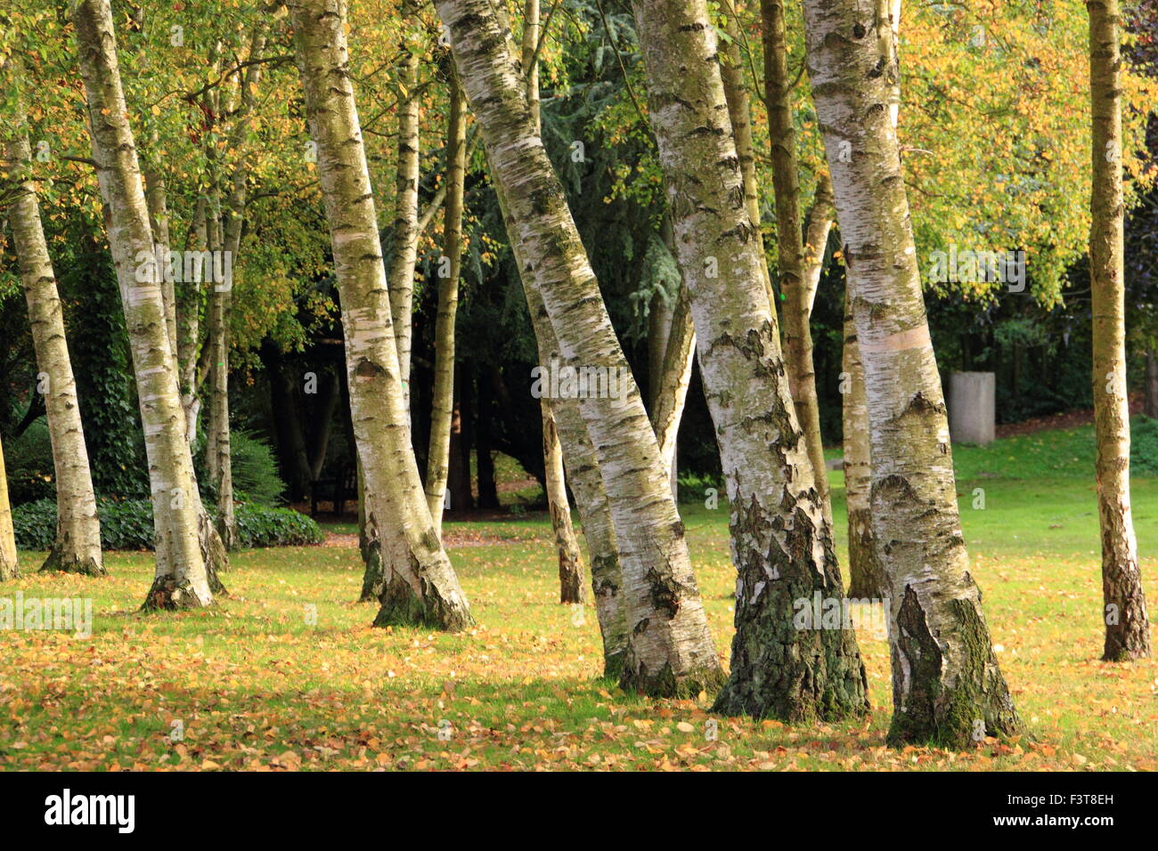Sunlight on a silver birch trees (betual pendula) at Rufford Abbey