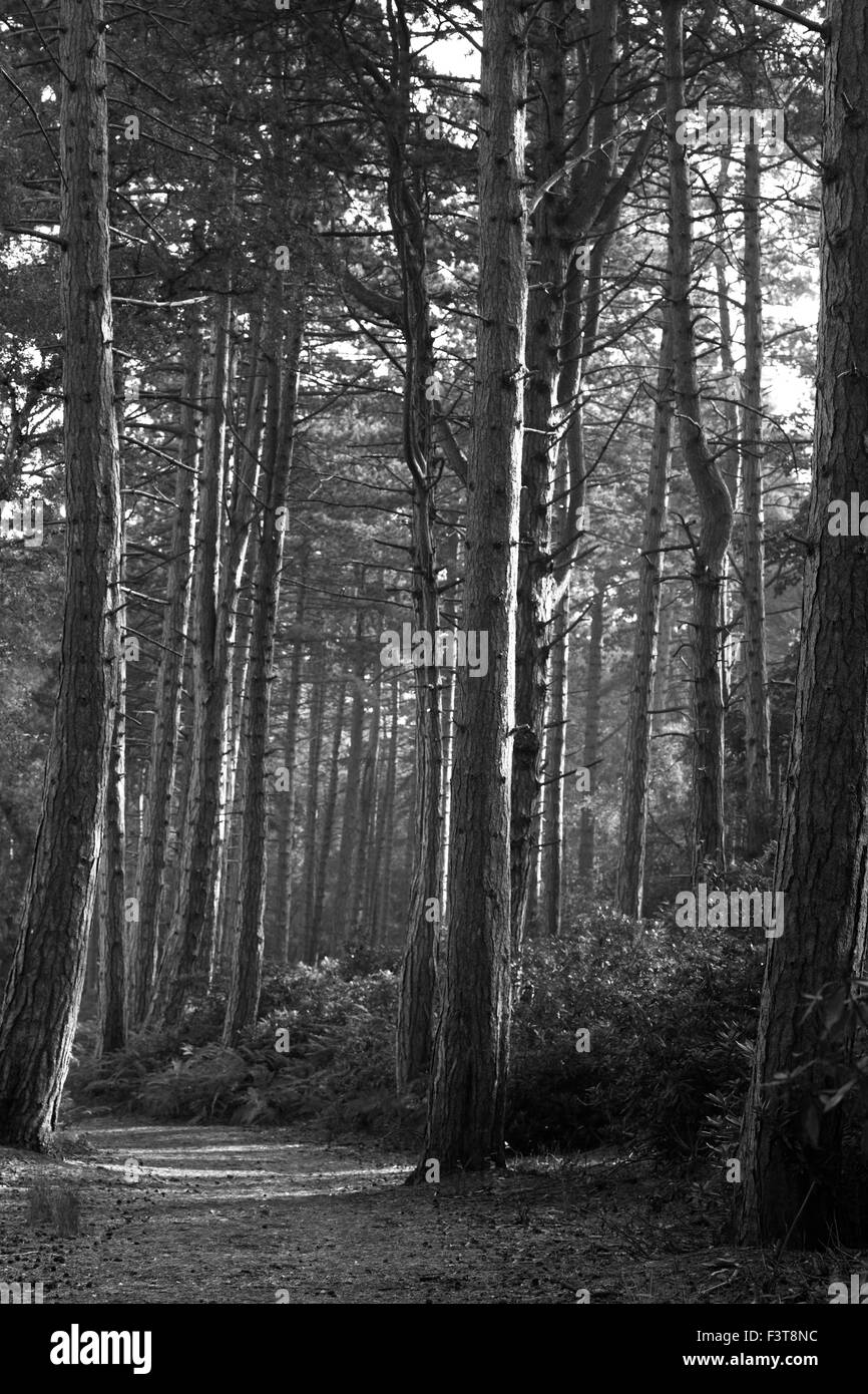 Path through pine trees. Stock Photo