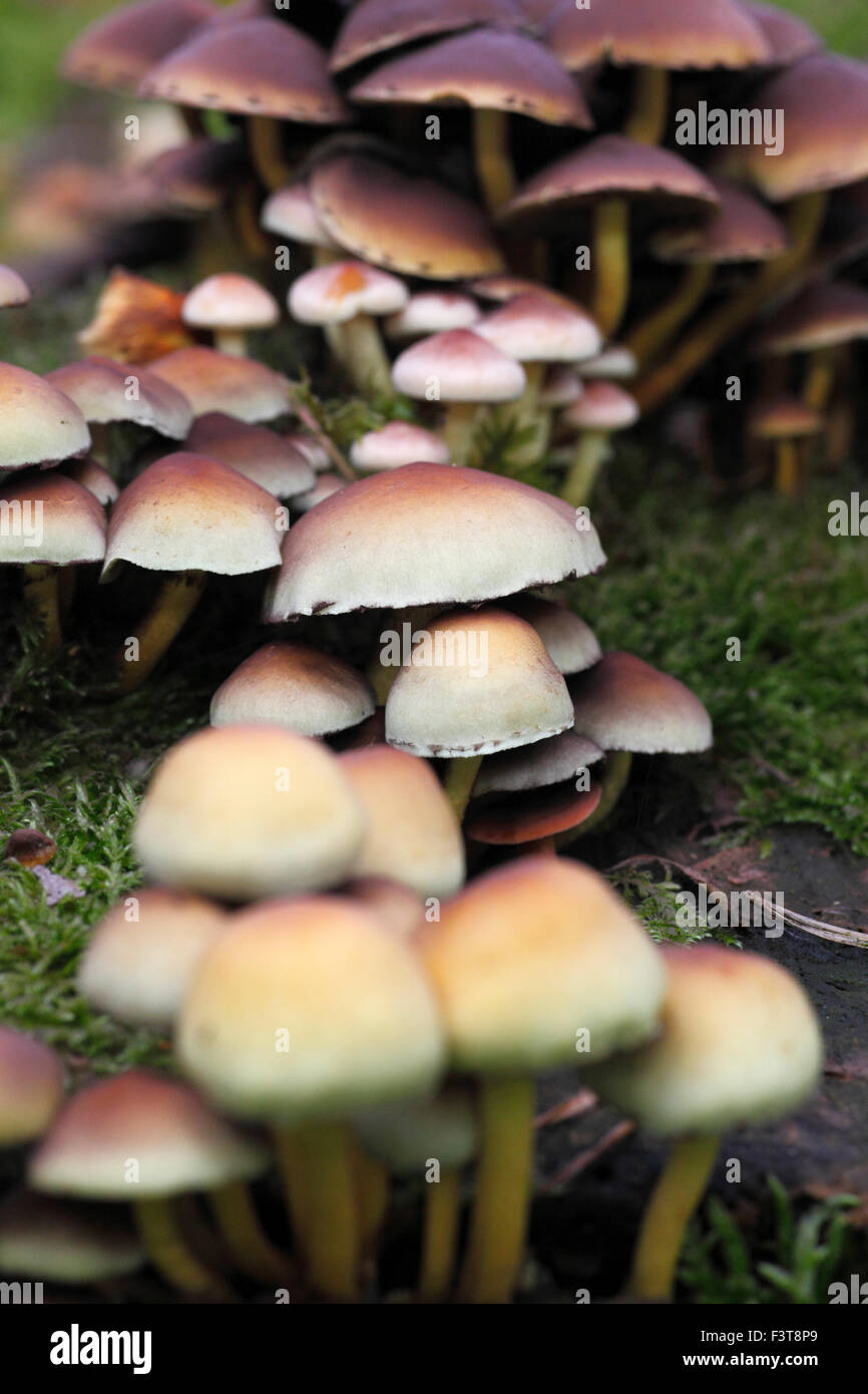 Sulphur Tuft mushrooms, Hypholoma fasciculare. (This is what I have been advised.( Stock Photo