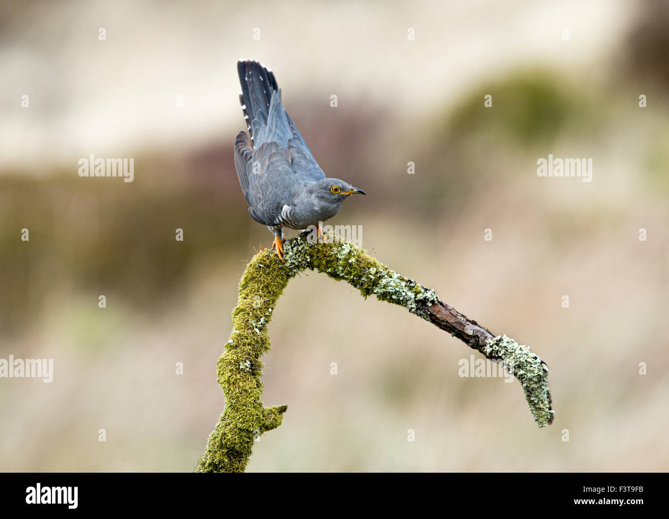 Cuckoo on a mossy branch Stock Photo Alamy