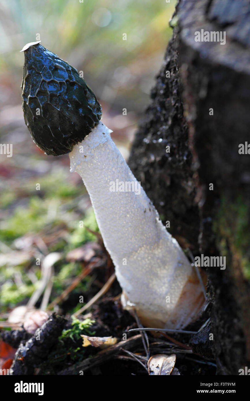 Phallus impudicus, common stinkhorn. Stock Photo