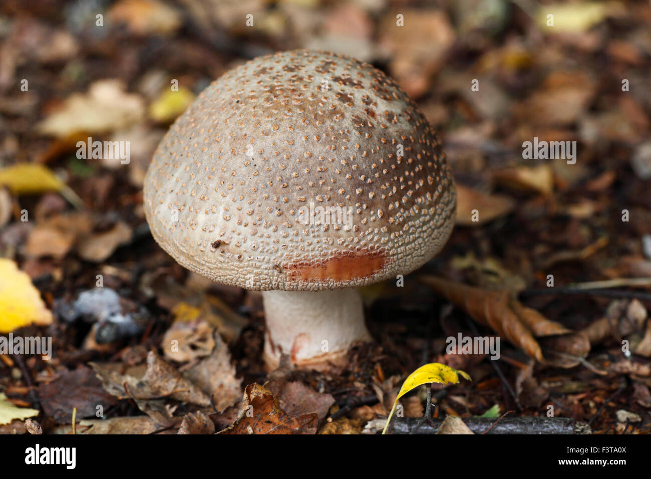 The Blusher mushroom, Amanita rubescens. Stock Photo