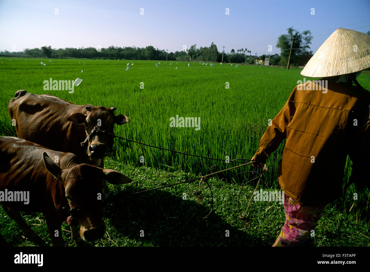 Vietnam, Hoi An, rice fields, vietnamese farmer with water buffalos Stock Photo