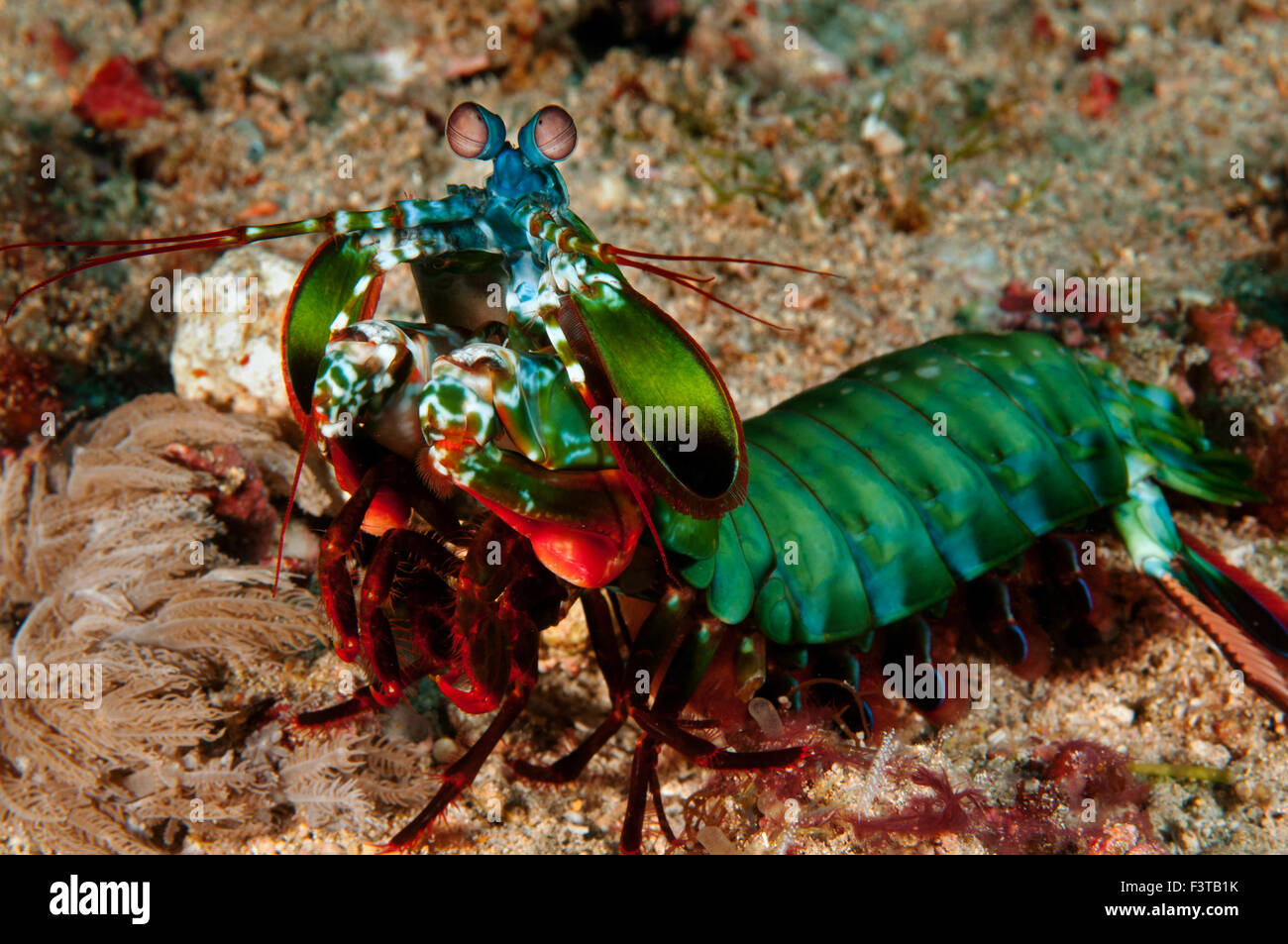 Smashing mantis shrimp, Odontodactylus scyllarus, Flores Indonesia. Stock Photo