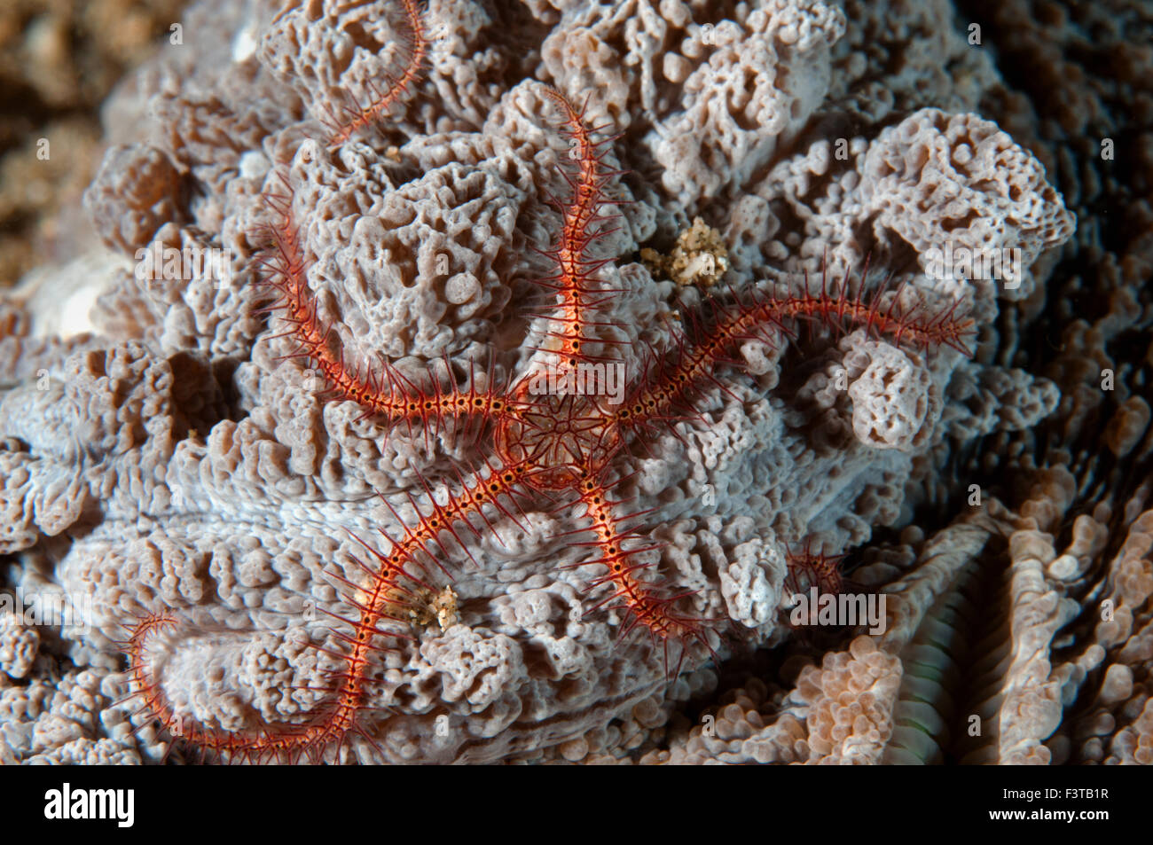 Brittle starfish, Ophiothrix sp., Flores Indnoesia Stock Photo Alamy