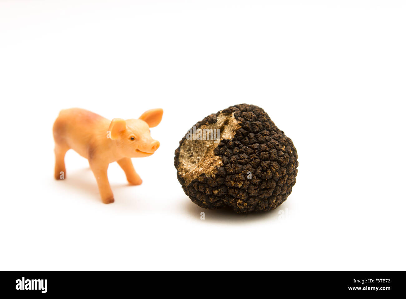 Truffle pig hires stock photography and images Alamy