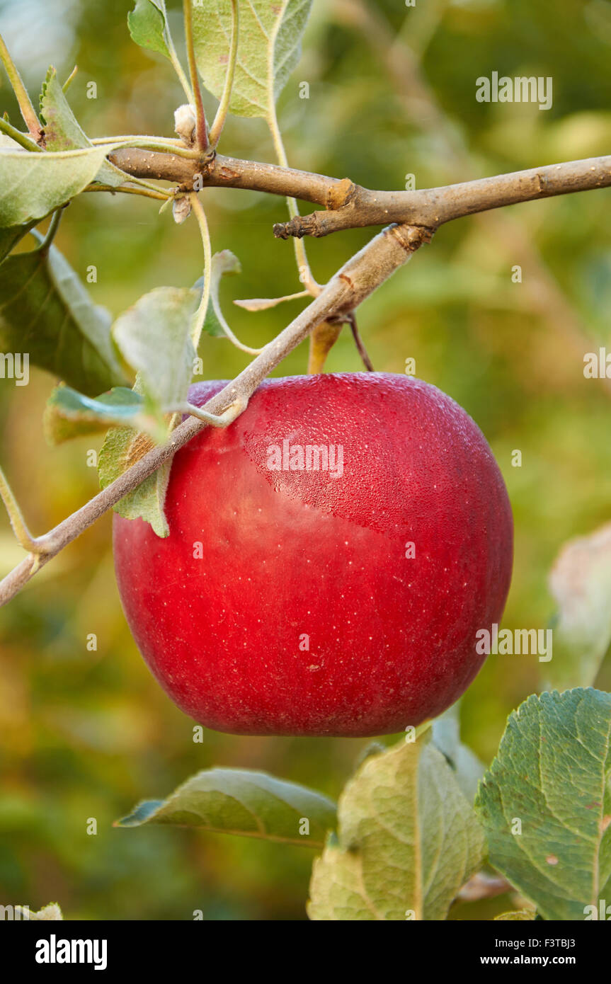 morning dew is drying on the red apple Stock Photo